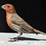 House Finch